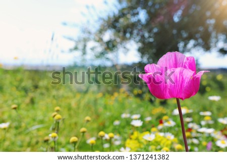 photo of colorful poppy in the green field.