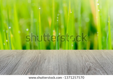 Wooden and rice tree has dew and the sun's light in the morning, to nature background concept.