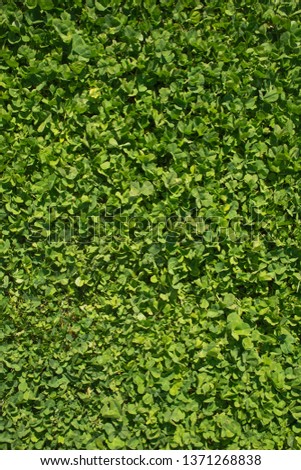 Texture of green grass in spring