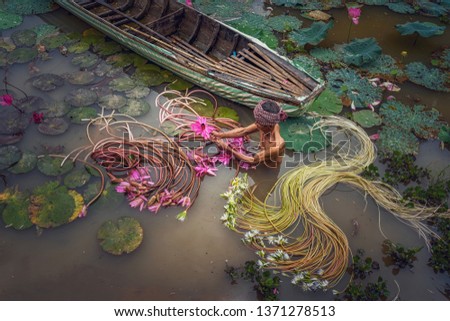 Top view Old man vietnamese picking up the beautiful pink lotus in the lake at an phu, an giang province, vietnam, culture and life concept