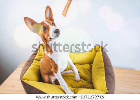 Basenji cute puppy dog sitting in dog mat and waiting his treat at white wall background.