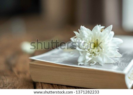 White flower on book on sofa. A petal of beautiful Chrysanthemum decorated in morning light is used for romantic & relaxing at home background. Chill out & romance lifestyle concept. Copy space given.