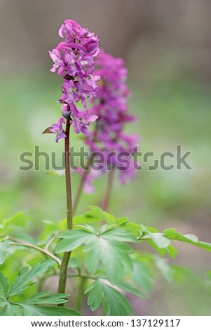 Corydalis solida, Purple flower of Hollowroot at wild