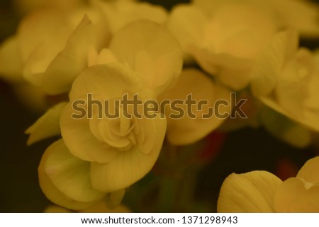 Yellow flowers in soft light