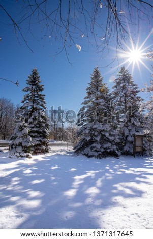 sunny winter day in reed city Michigan rambadt park pine trees snow shadows sun burst