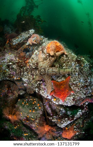 Various colorful seastars cling to a barnacle-covered boulder in Monterey Bay kelp forest, California.
