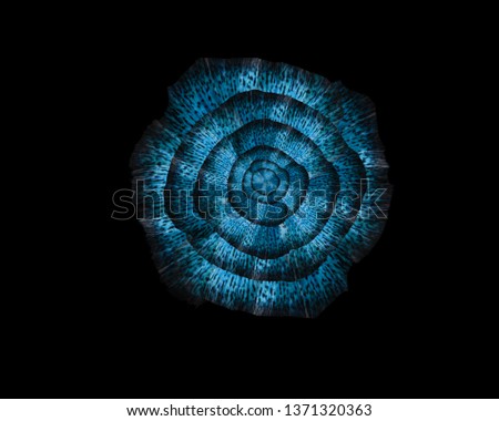 Blue flower of the guppy tail on isolated black background.