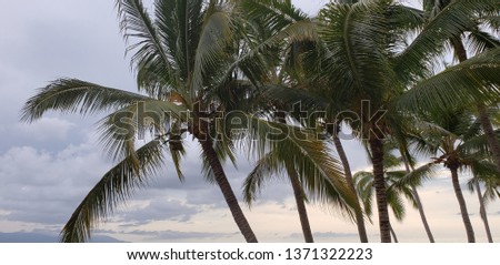 Silhouettes of palm trees against the sky
