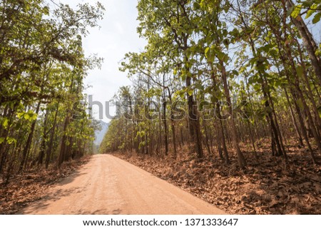 earth road through forest