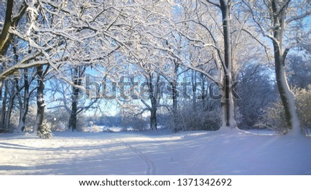 Snowfall. Snow-covered park and trees. Winter landscape.