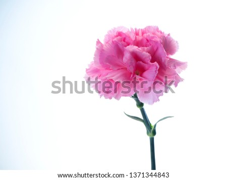 Single Pink carnations flower for Mother's day on white background