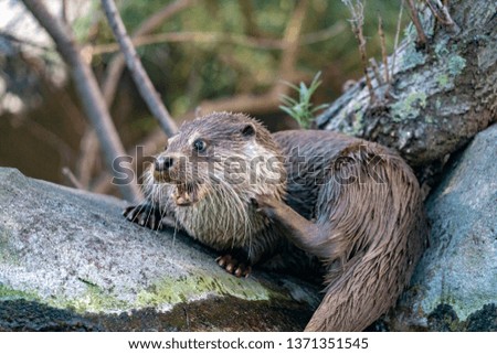 furry Otter in a river portrait