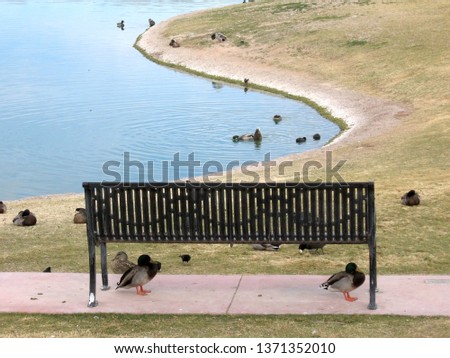 Landscape of a flock of mallard ducks in Fountain Hills, Arizona