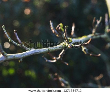 Buds appearing on the branch of a hawthorn tree in East Devon, England, United Kingdom.