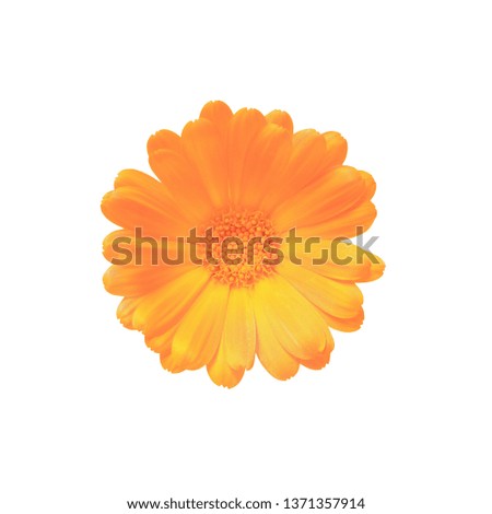 Bud of a flower with orange petals top view isolated on white background with clipping path.