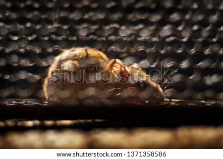 Dirty rat in mousetrap cage. Rat problem in town concept, selective focus and free space for text.
