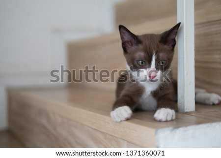 Little chocolate brown mask faced and pink nose kitten cat is watching for something on wooden floor