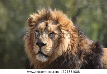Male Lion Head and Face Portrait