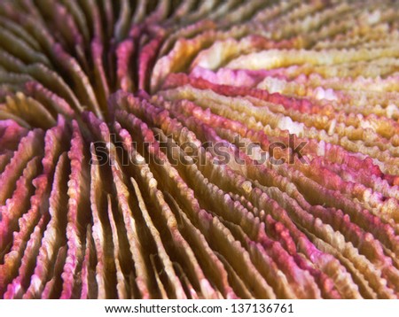 Coral detail (Cycloseris patelliformis)