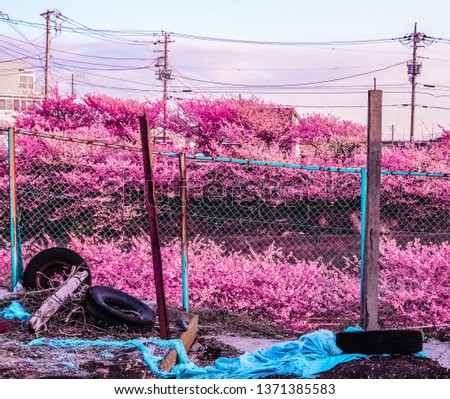 Picture of blooming cherry blossom trees in rural parts of Japan.