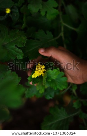 A hand of a little refugee boy who holds the Chrysanthemum flower,the leaves are darker and the flower highlights the most.