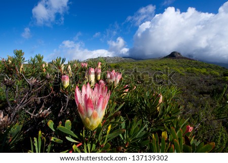 Protea in Cape Town Reserve Royalty-Free Stock Photo #137139302