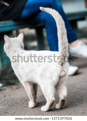 White Street Cat