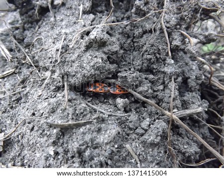 Red earthen bed bugs on the background of the soil.