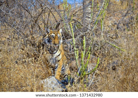A female tiger cub, Ranthambore National Park.