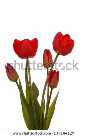 Red garden tulip on a white background