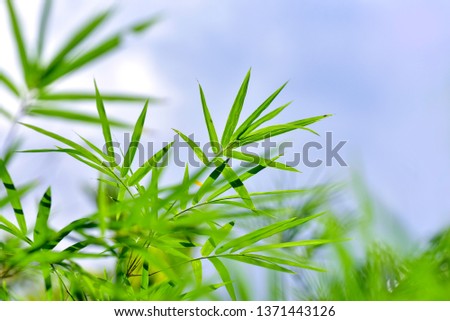 Bamboo leaves  in blue sky, shallow focus.