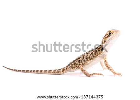 Bearded Dragon on a White Background