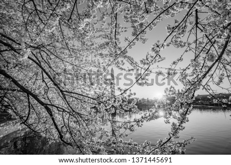 Black and white sunrise image of cherry blossoms in the foreground at peak bloom with the Washington Monument in the background along the Tidal Basin 