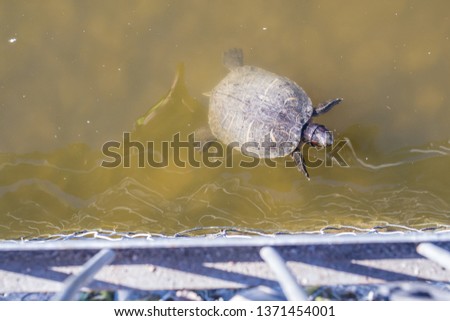 The turtle in the water. Small turtle swims in pond.