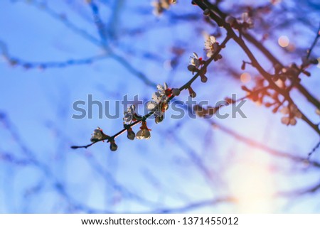 flowering branches of the fruit tree against the sky.