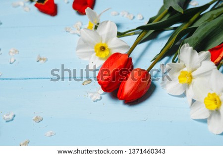 Beautiful flowers of red tulips, cherry blossoms and white daffodils in the spring on a blue background