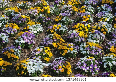 pansies in a flowerbed with white, yellow and lilac flowers growing in cushions
