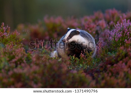 European badger,Meles meles,at sunrise in the embrace of flowers