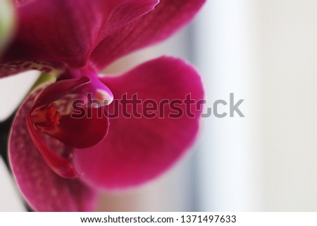 Beautiful red orchid - phalaenopsis close-up on natural daylight and amazing blurred bokeh background. Orchid close up , with space for text.