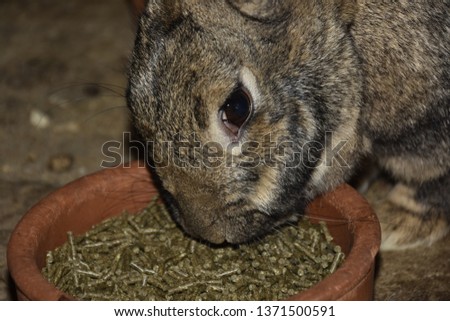 Brown female rabbit eating food.