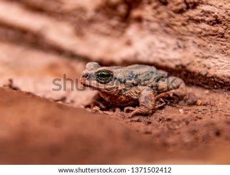 Rhinella spinulosa Andean frog