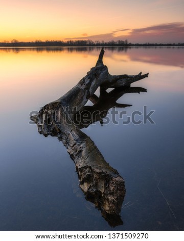 Old tree in the water