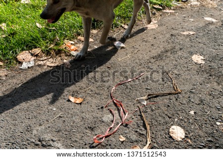 a dog with its shadow is crossing a hot asphalt road next to a green lawn