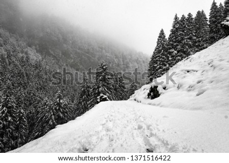 Switzerland landscapes in winter showcasing snow and beautiful trees