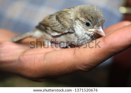 house sparrows are the most common bird but rare to see sparrow as pet . sparrow are not only cute but also very friendly. in this picture sparrow is in hand  Royalty-Free Stock Photo #1371520676