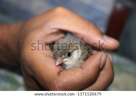 house sparrows are the most common bird but rare to see sparrow as pet . sparrow are not only cute but also very friendly. in this picture sparrow is in hand  Royalty-Free Stock Photo #1371520679