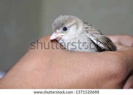 house sparrows are the most common bird but rare to see sparrow as pet . sparrow are not only cute but also very friendly. in this picture sparrow is in hand  Royalty-Free Stock Photo #1371520688