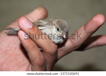 house sparrows are the most common bird but rare to see sparrow as pet . sparrow are not only cute but also very friendly. in this picture sparrow is in hand  Royalty-Free Stock Photo #1371520691