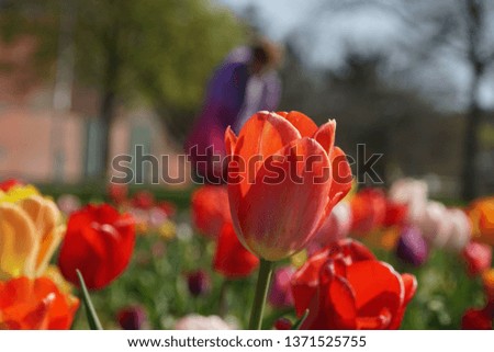 Fields of spring flowers in Germany. Beautiful multicolored tulips for self cutting. Environmental Protection. Springtime Background.