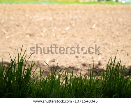 Green grass in spring with bokeh background